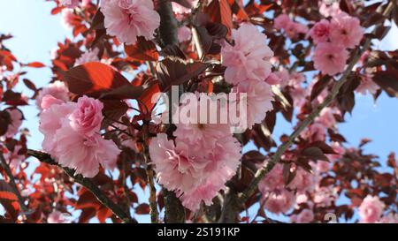 Zweige des blühenden Frühlingsbaums mit großen rosa Blüten und burgunderroten Blättern Nahaufnahme, Frühling floraler Hintergrund Stockfoto