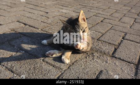 Braune Katze, die auf dem rauen Betonboden sitzt, Hauskatze, die zu Hause lebt Stockfoto