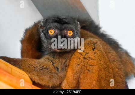 Porträt des WeißkopfLemuren. Tiere in Nahaufnahme. Eulemur albifrons. Stockfoto