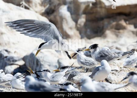 SWIFT-Tern oder Thalasseus bergii (Thalasseus bergii) landen in gemischten Seeschwalben mit Sandwichteeren (Thalasseus sandvicensis) Stockfoto