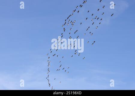 Strang der Gänse im Flug Stockfoto