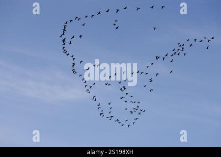 Strang der Gänse im Flug Stockfoto