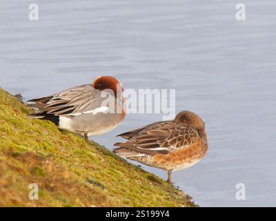 Eurasian Wigeon Pair ruht auf der Bank Anas penelope Abberton Rsevoir, Essex, UK BI039568 Stockfoto