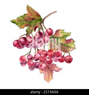 Aquarellabbildung roter Viburnum-Beeren auf Zweig isoliert auf weiß. Ein Haufen roter vogelbeeren in botanischer Zeichnung handgemalt. Gelderrose Stockfoto