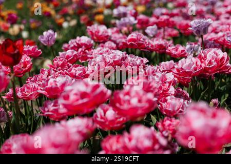 Lebendiges Tulpenfeld in voller Blüte unter hellem Sonnenlicht. Stockfoto