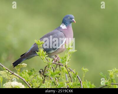 Holztaube am Holunderbusch Columba palumbus Fowlmere, Cambridge, UK BI041360 Stockfoto