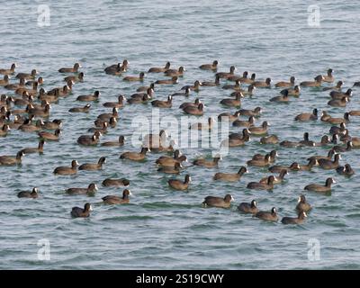Coot - Winterfloß Fulica atra Abberton Resevoir, Essex, UK BI043309 Stockfoto