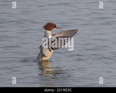 Goosander weibliche Schlagflügel Mergus merganser Abberton Resevoir, Essex, UK BI043384 Stockfoto