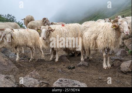 Schafe im Zaun auf der Sommerweide von Magnabaigt in den Pyrenäen von Béarn, die darauf warten, gemolken zu werden Stockfoto