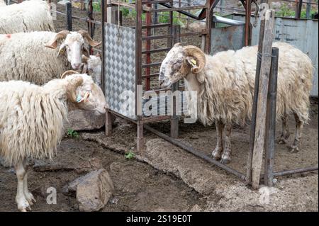 Schafe im Zaun auf der Sommerweide von Magnabaigt in den Pyrenäen von Béarn, die darauf warten, gemolken zu werden Stockfoto