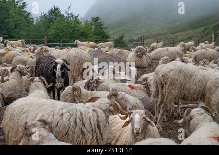 Schafe im Zaun auf der Sommerweide von Magnabaigt in den Pyrenäen von Béarn, die darauf warten, gemolken zu werden Stockfoto