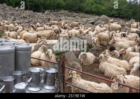 Schafe im Zaun auf der Sommerweide von Magnabaigt in den Pyrenäen von Béarn, die darauf warten, gemolken zu werden Stockfoto