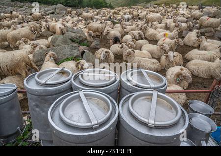 Schafe im Zaun auf der Sommerweide von Magnabaigt in den Pyrenäen von Béarn, die darauf warten, gemolken zu werden Stockfoto