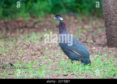 Der Guineafuhu (Guttera pucherani) ist ein in Afrika heimischer Vogel. Stockfoto