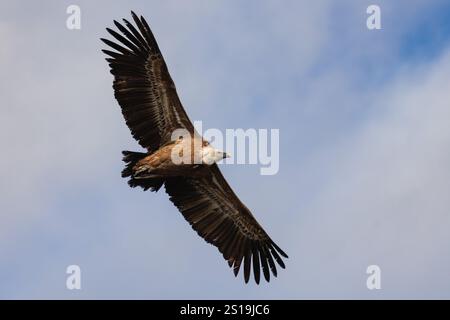 Eurasischer Gänsegeier im Flug gesehen von unten mit bewölktem Himmel Hintergrund, Alcoy, Spanien Stockfoto