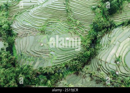 Jatiluwih Reisterrassen, aus der Luft, Bali Stockfoto