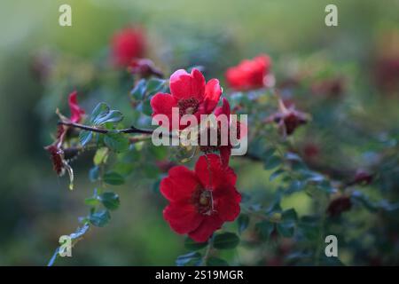 Die blühende violette Rosa chinensis, auch bekannt als Chinesische Rose oder Bengalrose, gehört zur Gattung Rosa Stockfoto