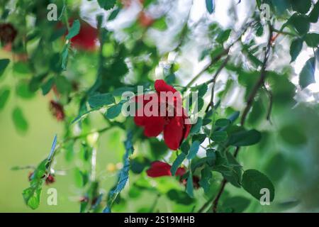 Die blühende violette Rosa chinensis, auch bekannt als Chinesische Rose oder Bengalrose, gehört zur Gattung Rosa Stockfoto