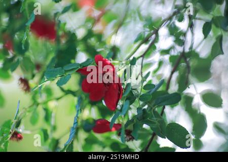 Die blühende violette Rosa chinensis, auch bekannt als Chinesische Rose oder Bengalrose, gehört zur Gattung Rosa Stockfoto