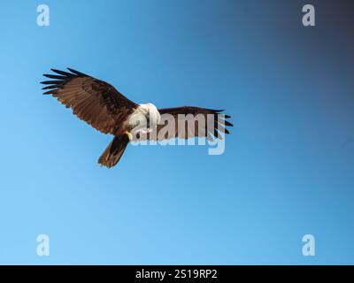 Majestätischer Greifvogel, der anmutig am Himmel mit ausgestreckten Flügeln schwingt und vor einem leuchtend blauen Hintergrund gefangen gehalten wird – perfekt für Tierwelt und Natur. Stockfoto