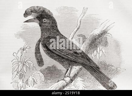 Der Amazonas-Regenschirmvogel (Cephalopterus ornatus). Aus der National Encyclopaedia: A Dictionary of Universal Knowledge, veröffentlicht um 1890 Stockfoto
