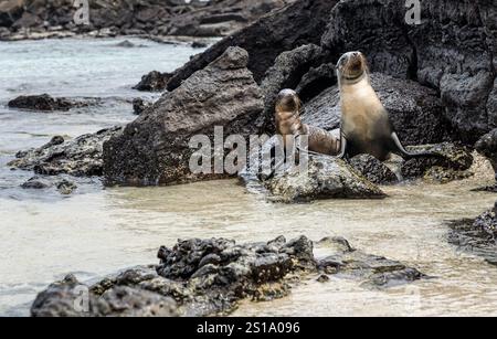 Galapagos Seelöwen (Zalophus wollebaeki) an felsigen Ufern, Genovesa Island, Galapagos Islands Stockfoto