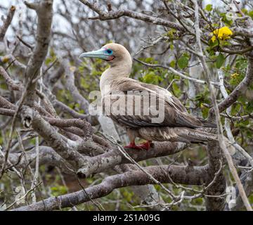 Rotfuß-Booby (Sula sula) auf einem Zweig mit markanten roten Gurtfüßen auf der Insel Genovesa, Galapagos Inseln Stockfoto