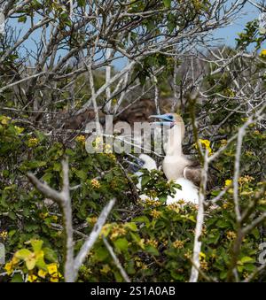 Rotfüßler (Sula sula), der auf Nest mit Küken auf der Insel Genovesa, Galapagos-Inseln sitzt Stockfoto