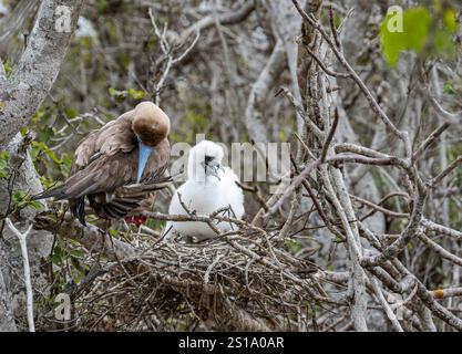 Rotfüßler (Sula sula) und flauschige Küken im Nest, Insel Genovesa, Galapagosinseln Stockfoto