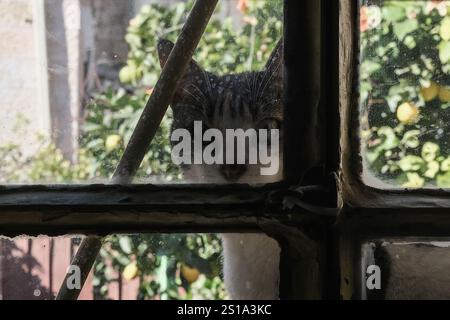 Eine Katze schaut durch ein Fenster rein Stockfoto
