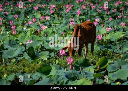 Panorama des Tra Ly Lotusfeldes in der Provinz Quang Nam, Vietnam in der Erntezeit Stockfoto