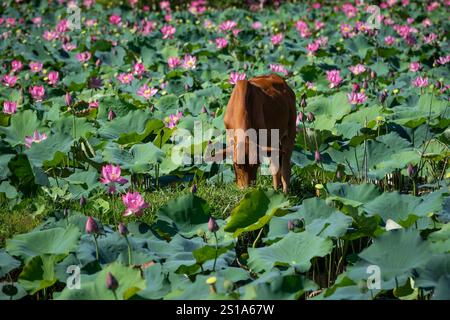 Panorama des Tra Ly Lotusfeldes in der Provinz Quang Nam, Vietnam in der Erntezeit Stockfoto