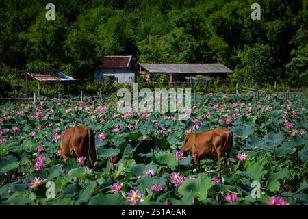 Panorama des Tra Ly Lotusfeldes in der Provinz Quang Nam, Vietnam in der Erntezeit Stockfoto