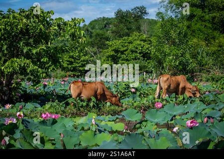 Panorama des Tra Ly Lotusfeldes in der Provinz Quang Nam, Vietnam in der Erntezeit Stockfoto