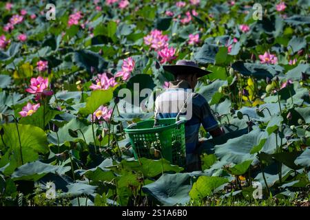 Panorama des Tra Ly Lotusfeldes in der Provinz Quang Nam, Vietnam in der Erntezeit Stockfoto