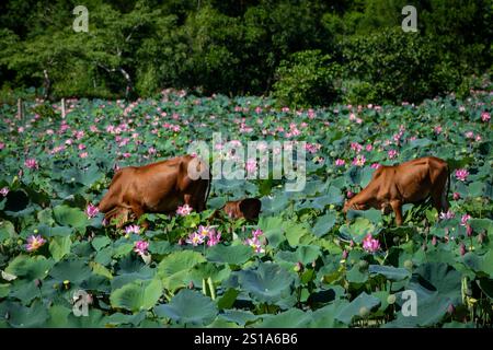 Panorama des Tra Ly Lotusfeldes in der Provinz Quang Nam, Vietnam in der Erntezeit Stockfoto