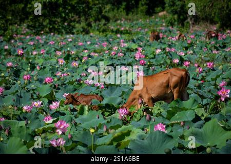 Panorama des Tra Ly Lotusfeldes in der Provinz Quang Nam, Vietnam in der Erntezeit Stockfoto