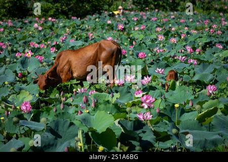 Panorama des Tra Ly Lotusfeldes in der Provinz Quang Nam, Vietnam in der Erntezeit Stockfoto