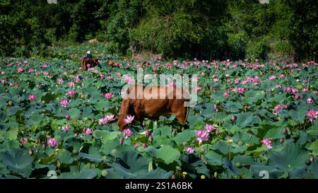 Panorama des Tra Ly Lotusfeldes in der Provinz Quang Nam, Vietnam in der Erntezeit Stockfoto