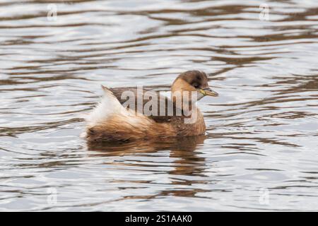 Little Grebe, Tachybaptus ruficollis schwimmt auf einem See in East Sussex, Großbritannien Stockfoto