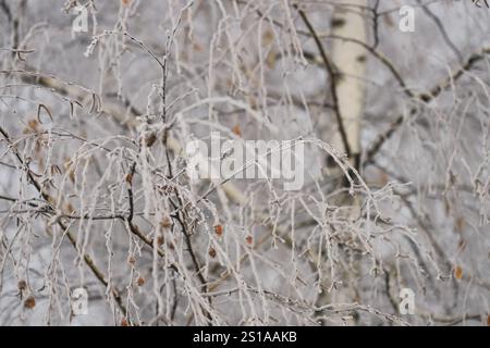 Birke im Schnee Stockfoto