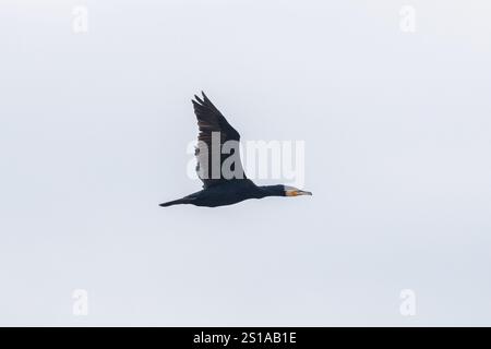 Ein Kormoranvogel, Phalacrocorax carbo, der über den Winterhimmel in Sussex, Großbritannien, fliegt Stockfoto
