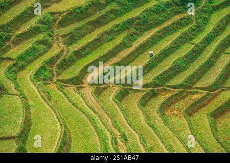 Vietnam, Lao Cai Provinz, Lung Phinh, Terrassenanbaufläche Stockfoto