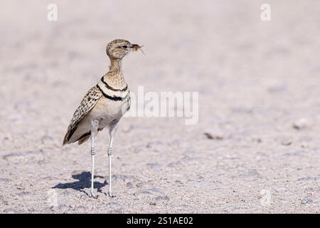 Namibia, Bezirk Oshikoto, Nationalpark Etosha, doppelter Kurser (Rhinoptilus africanus) Stockfoto