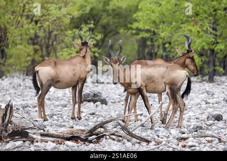 Namibia, Bezirk Oshikoto, Nationalpark Etosha, Rotes Hartebeest (Alcelaphus buselaphus caama) Stockfoto