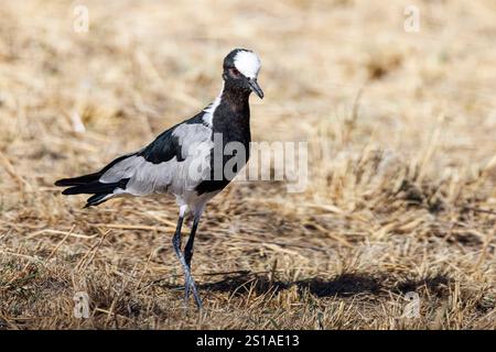 Namibia, Stadtteil Oshikoto, Etosha Nationalpark, Schmiedekippen oder Schmiedeplover (Vanellus armatus) Stockfoto