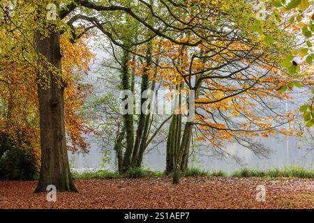 Farbenfrohe Herbstbuchen und gefallene goldene Buchenblätter neben dem See im Shearwater Forest auf dem Longleat Estate, Wiltshire, England, Großbritannien Stockfoto