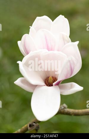 Nahaufnahme von weißen Magnolienblüten, die im Frühling in einem englischen Garten in England, Großbritannien blühen Stockfoto