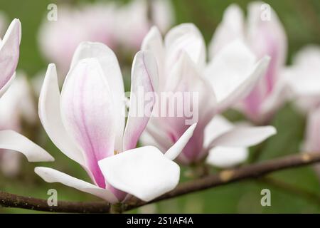 Nahaufnahme von weißen Magnolienblüten, die im Frühling in einem englischen Garten in England, Großbritannien blühen Stockfoto