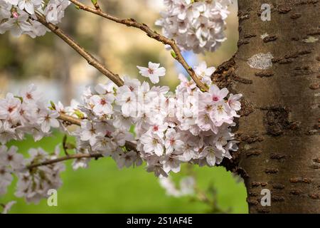 Nahaufnahme der schönen Frühlingskirschblüte, die auf Baumstamm blüht, England, Großbritannien Stockfoto